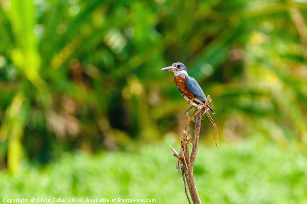 Ringed Kingfisher in Costa Rica Picture Board by Chris Rabe