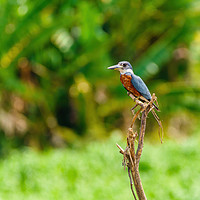 Buy canvas prints of Ringed Kingfisher in Costa Rica by Chris Rabe