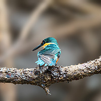 Buy canvas prints of American pygmy Kingfisher  by Chris Rabe