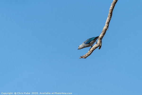 Blue-Gray Tanager against blue sky Picture Board by Chris Rabe