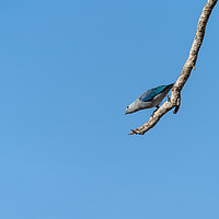 Buy canvas prints of Blue-Gray Tanager against blue sky by Chris Rabe