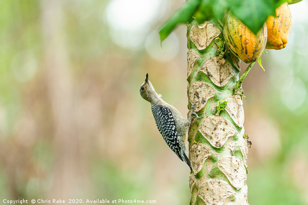 Red-crowned Woodpecker on papaya tree Picture Board by Chris Rabe