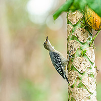Buy canvas prints of Red-crowned Woodpecker on papaya tree by Chris Rabe