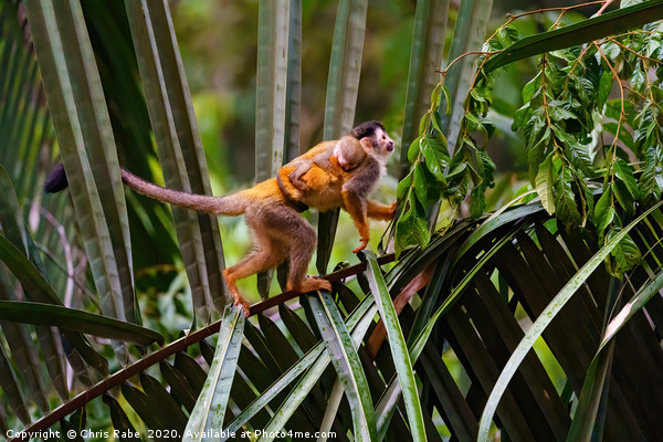Common Squirrel Monkey  mother and baby  Picture Board by Chris Rabe