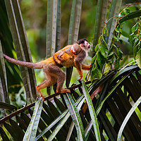 Buy canvas prints of Common Squirrel Monkey  mother and baby  by Chris Rabe