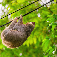 Buy canvas prints of Two-Toed Sloths on phone line by Chris Rabe
