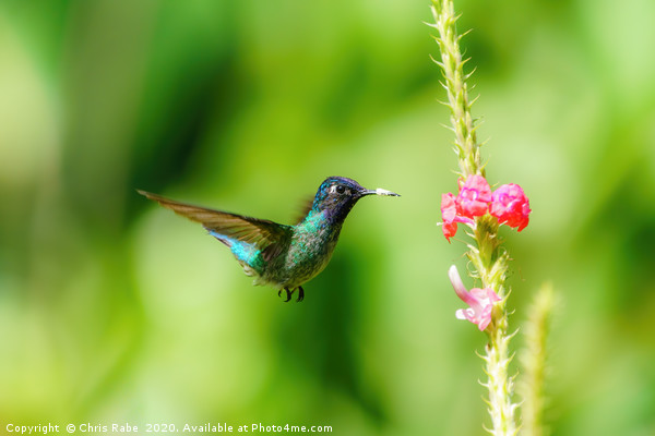 Purple-bibbed Whitetip hummingbird hovering Picture Board by Chris Rabe