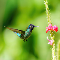 Buy canvas prints of Purple-bibbed Whitetip hummingbird hovering by Chris Rabe