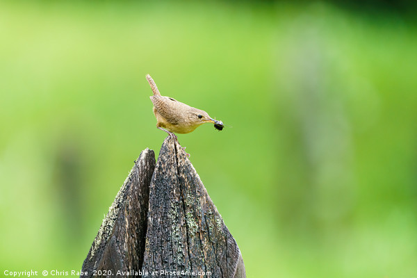 House Wren with insect in it's beak Picture Board by Chris Rabe