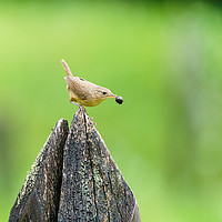 Buy canvas prints of House Wren with insect in it's beak by Chris Rabe