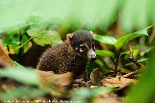 Baby Ring-Tailed Coati  Picture Board by Chris Rabe