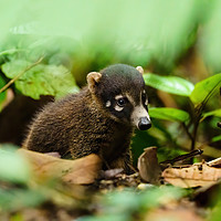 Buy canvas prints of Baby Ring-Tailed Coati  by Chris Rabe