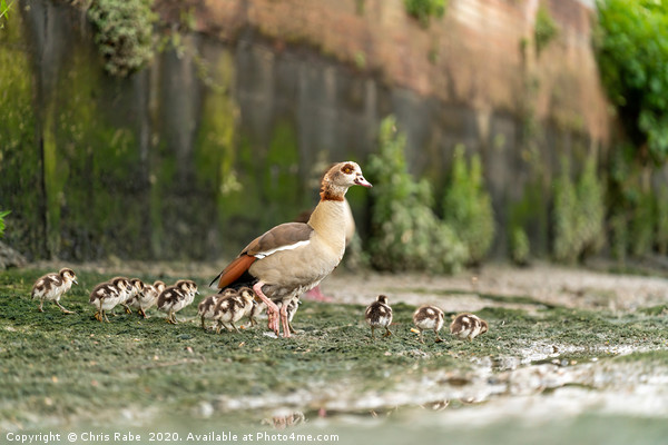 Egyptian goose family Picture Board by Chris Rabe