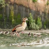 Buy canvas prints of Egyptian goose family by Chris Rabe