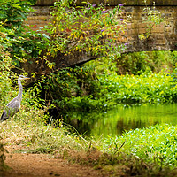 Buy canvas prints of Grey Heron on riverside by Chris Rabe