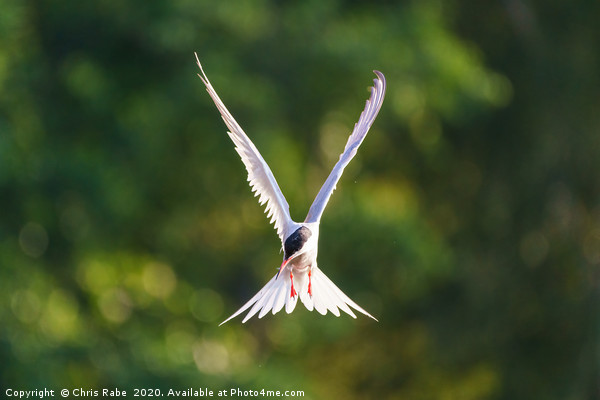 Common Tern  in flight Picture Board by Chris Rabe