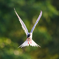 Buy canvas prints of Common Tern  in flight by Chris Rabe