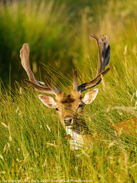 Fallow Deer stag in long grass Picture Board by Chris Rabe