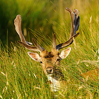 Buy canvas prints of Fallow Deer stag in long grass by Chris Rabe