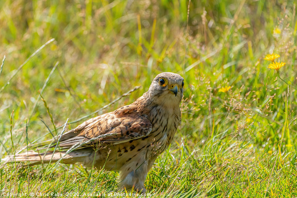 Kestrel Juvenile searching the ground for food Picture Board by Chris Rabe