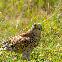 Buy canvas prints of Kestrel Juvenile searching the ground for food by Chris Rabe