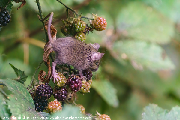House Mouse climbing on some berries Picture Board by Chris Rabe