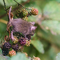 Buy canvas prints of House Mouse climbing on some berries by Chris Rabe