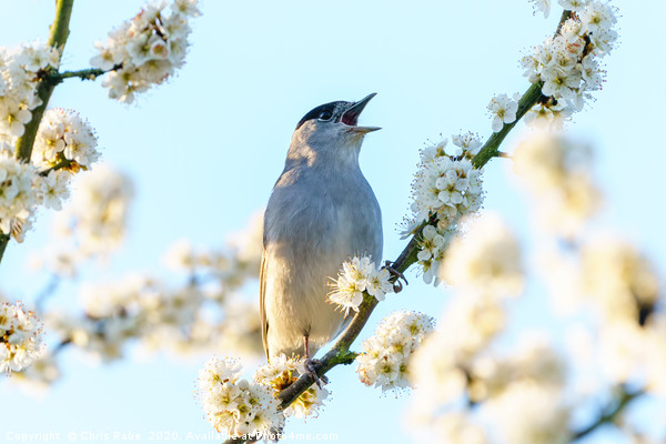 Blackcap male singing among blossoms Picture Board by Chris Rabe