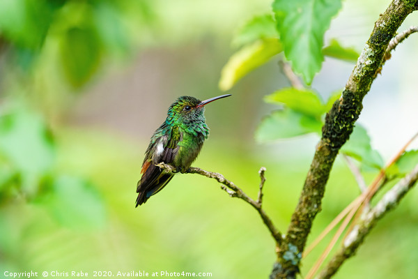 Rufous-Tailed Hummingbird  Picture Board by Chris Rabe