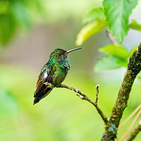 Buy canvas prints of Rufous-Tailed Hummingbird  by Chris Rabe