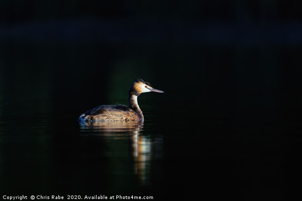 Great Crested Grebe Picture Board by Chris Rabe