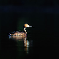 Buy canvas prints of Great Crested Grebe by Chris Rabe