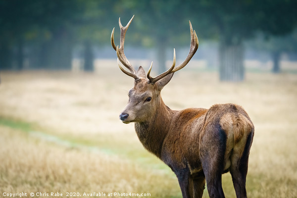 Red deer stag looking back over shoulder Picture Board by Chris Rabe