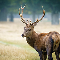 Buy canvas prints of Red deer stag looking back over shoulder by Chris Rabe