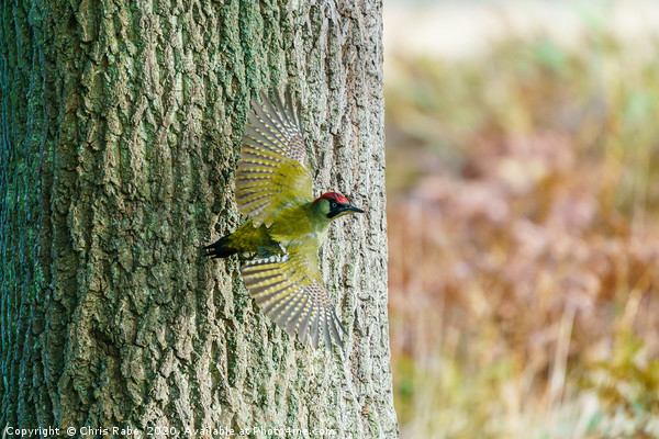 Green Woodpecker taking off  Picture Board by Chris Rabe