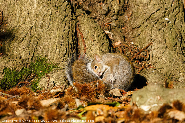 Gray Squirrel curled up in autumn leaves Picture Board by Chris Rabe