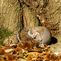 Buy canvas prints of Gray Squirrel curled up in autumn leaves by Chris Rabe