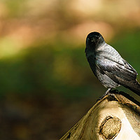 Buy canvas prints of Jackdaw half in shade by Chris Rabe