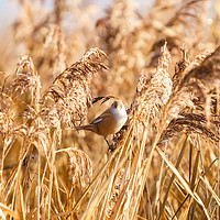Buy canvas prints of Female bearded reedling in soft winter light by Chris Rabe