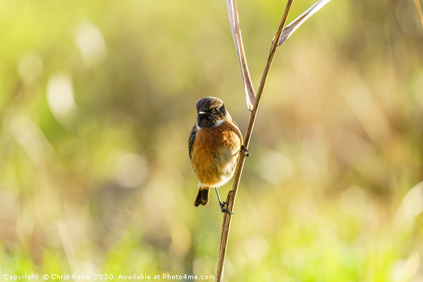 Male Stonechat perched on reed Picture Board by Chris Rabe