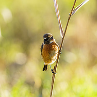 Buy canvas prints of Male Stonechat perched on reed by Chris Rabe