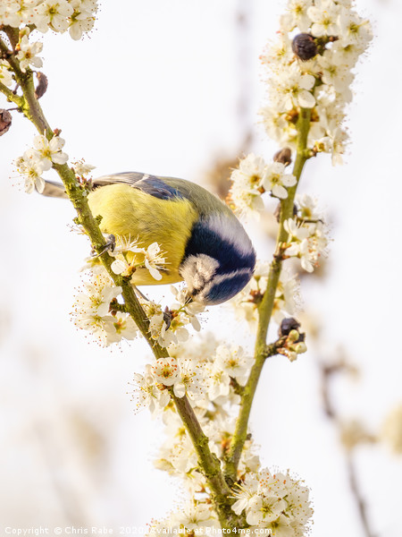 Blue Tit feeding from blossom Picture Board by Chris Rabe