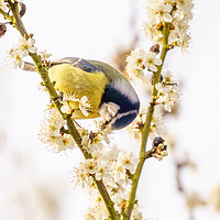 Buy canvas prints of Blue Tit feeding from blossom by Chris Rabe
