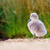 Buy canvas prints of solitary Mute swan cygnet by Chris Rabe
