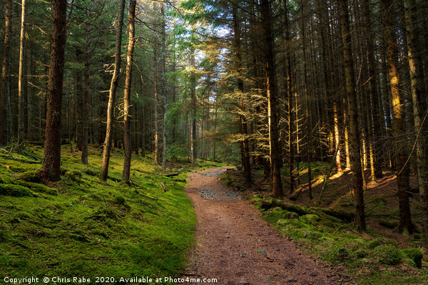 A pine forest along the Cateran trail in Scotland Picture Board by Chris Rabe