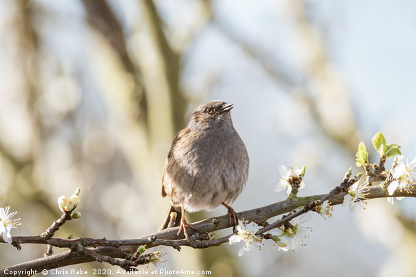 Dunnock perched on branch in blossom Picture Board by Chris Rabe