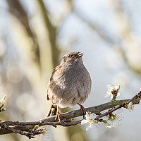 Buy canvas prints of Dunnock perched on branch in blossom by Chris Rabe