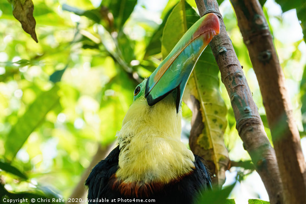 Keel-billed Toucan close-up portrait Picture Board by Chris Rabe