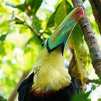 Buy canvas prints of Keel-billed Toucan close-up portrait by Chris Rabe