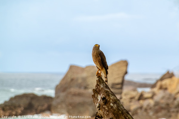 Roadside Hawk on tree stump at seaside Picture Board by Chris Rabe